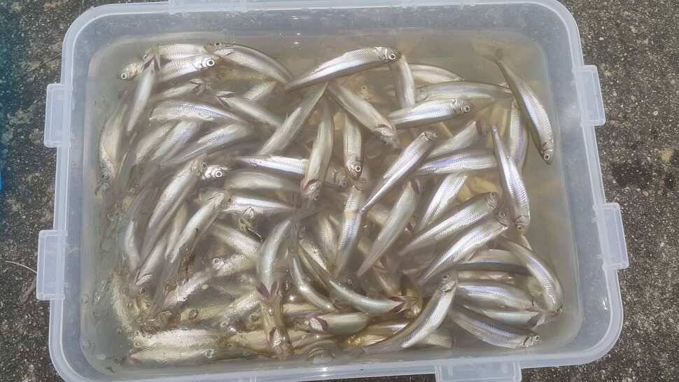 경북권 구미권 빙어물낚시 (조황조행기 - 낚시점조황)