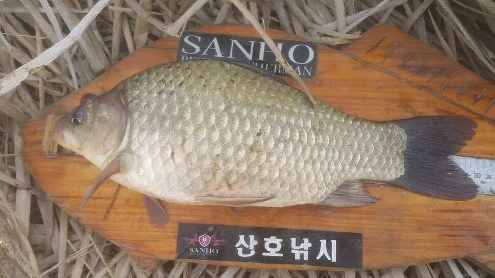 구미 수로권 조황소식 (조황조행기 - 낚시점조황)