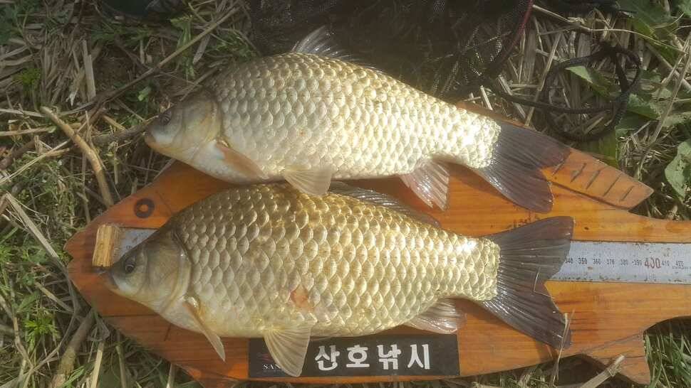 구미 수로권 조황소식 (조황조행기 - 낚시점조황)