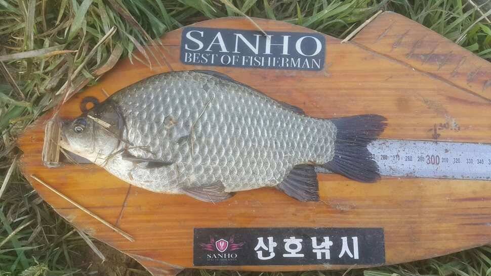 구미 수로권 조황소식 (조황조행기 - 낚시점조황)