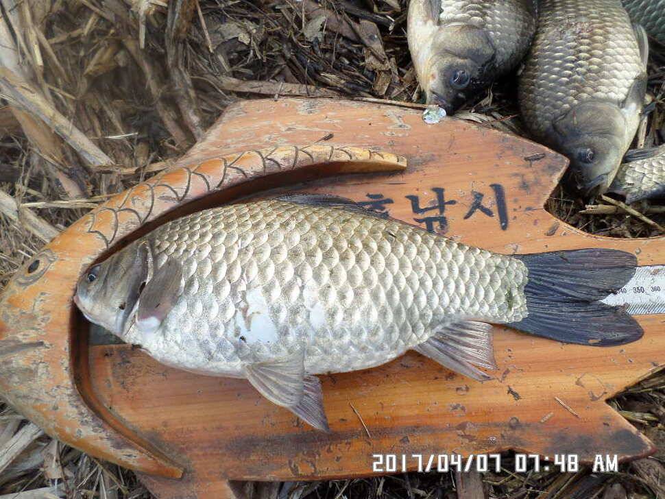 입석에대물44cm 호조황 (조황조행기 - 낚시점조황)