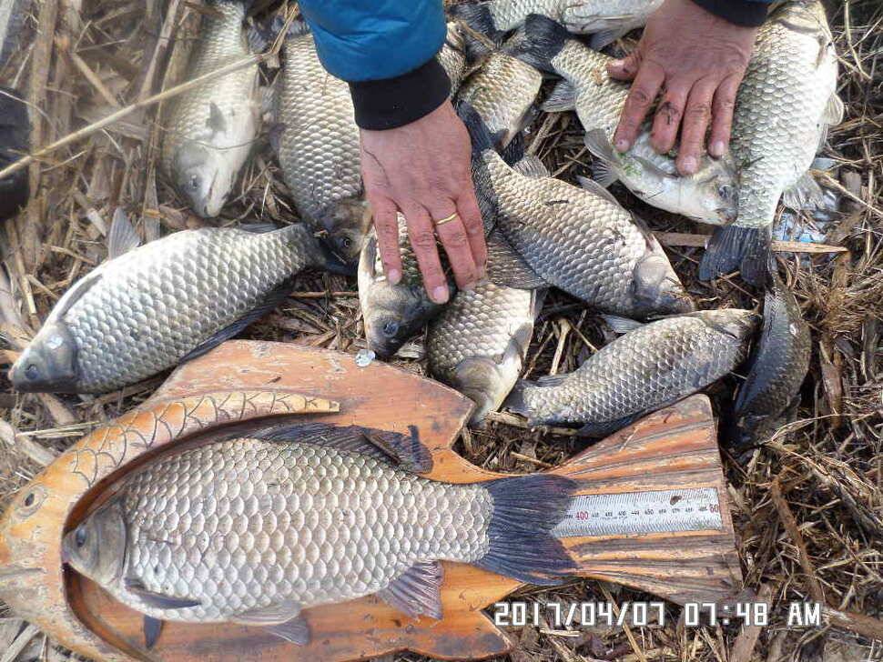 입석에대물44cm 호조황 (조황조행기 - 낚시점조황)