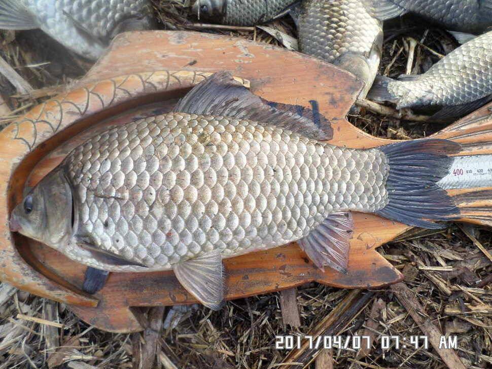 입석에대물44cm 호조황 (조황조행기 - 낚시점조황)