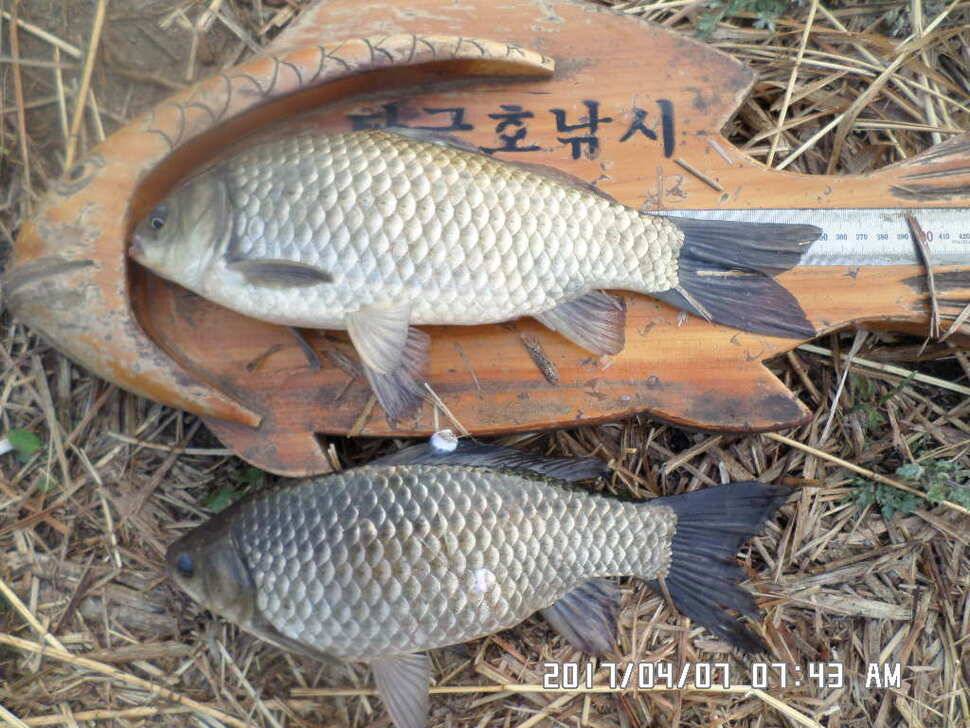 입석에대물44cm 호조황 (조황조행기 - 낚시점조황)