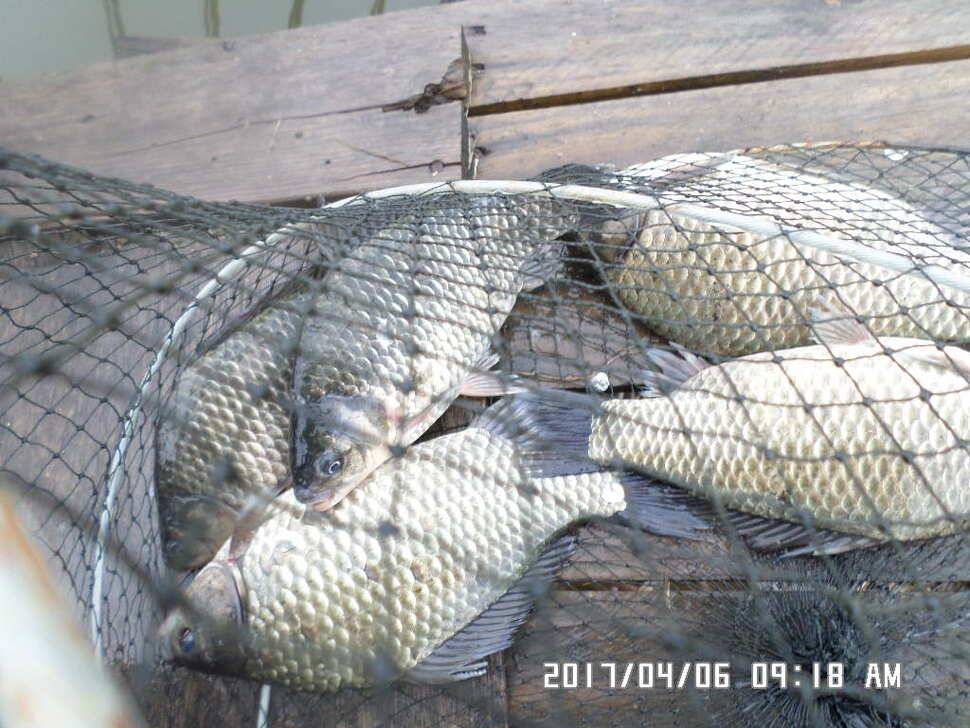 입석에대물44cm 호조황 (조황조행기 - 낚시점조황)