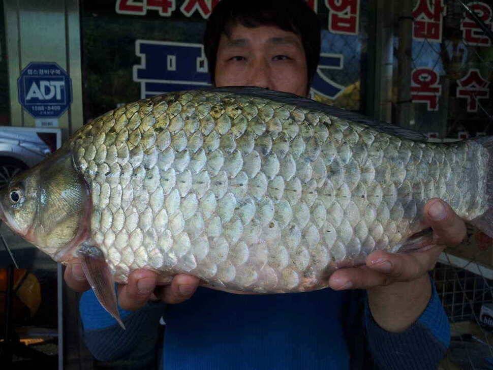 청도권 48짜리 붕어가 또다시 가창 팔조 낚시에서 (조황조행기 - 낚시점조황)
