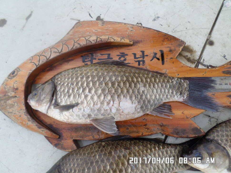 입석에대물44cm 호조황 (조황조행기 - 낚시점조황)