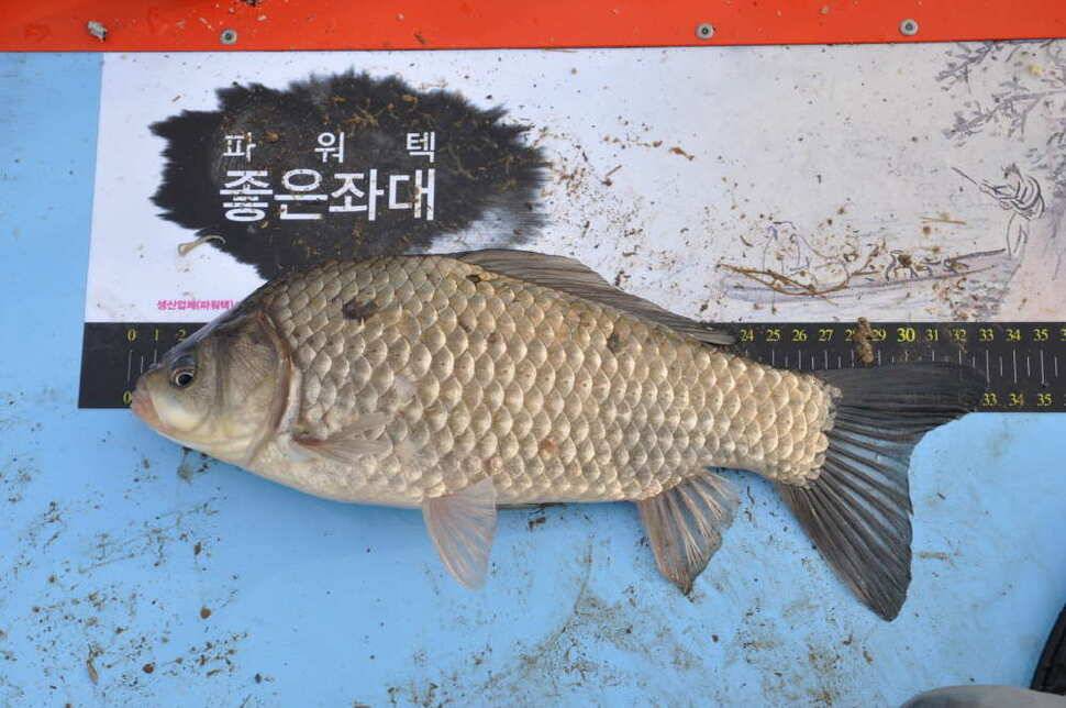 창녕권 4짜 조황 (조황조행기 - 낚시점조황)