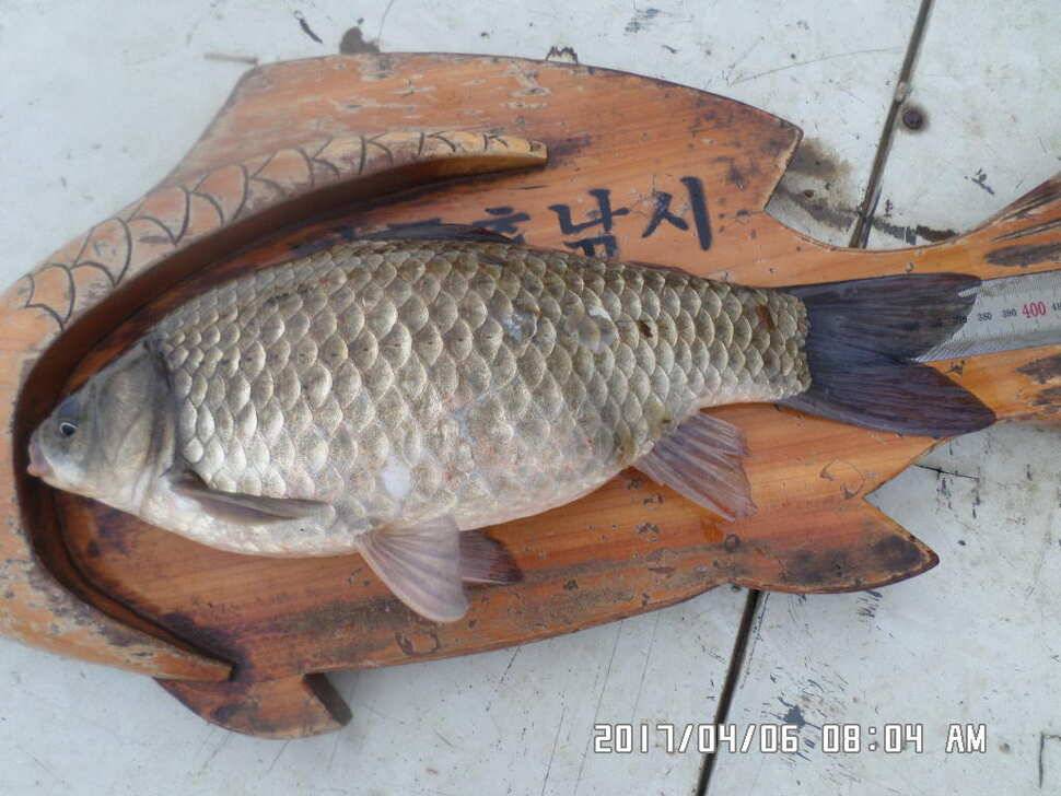 입석에대물44cm 호조황 (조황조행기 - 낚시점조황)