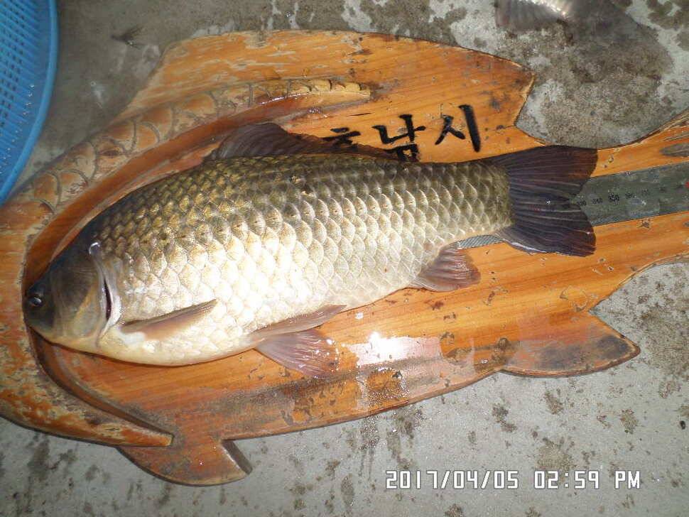 입석에대물44cm 호조황 (조황조행기 - 낚시점조황)