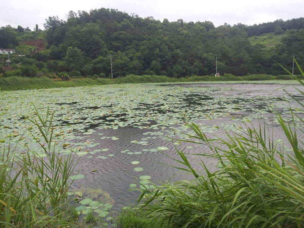 청도권 조황입니다저수지및 배수에대해 문의가 많아 올려봅니다 (조황조행기 - 낚시점조황)