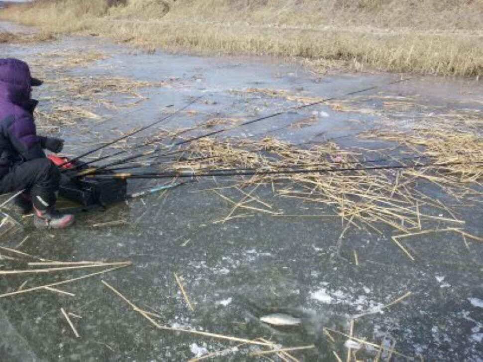 서태안권 얼음낚시와 잠홍지 첫물낚시에 월척 (조황조행기 - 낚시점조황)