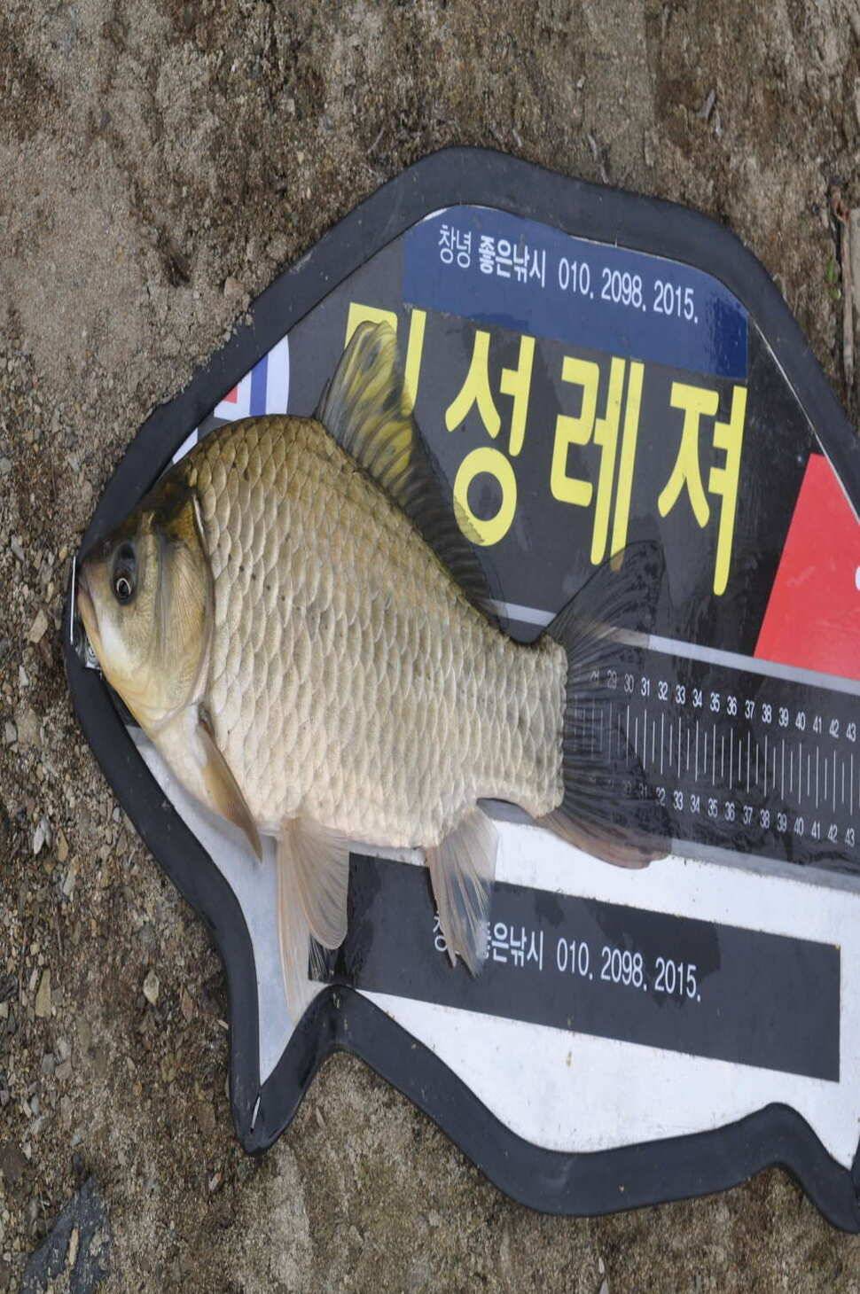 창녕권 살아 나는 조황 (조황조행기 - 낚시점조황)