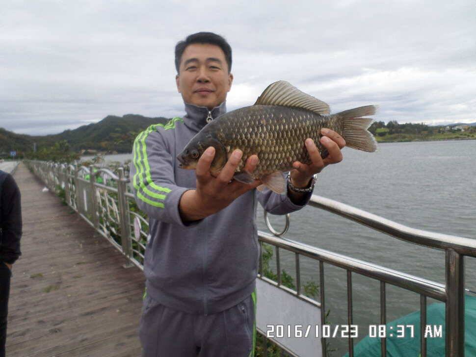 충주 탄금호 낚시조황 (조황조행기 - 낚시점조황)