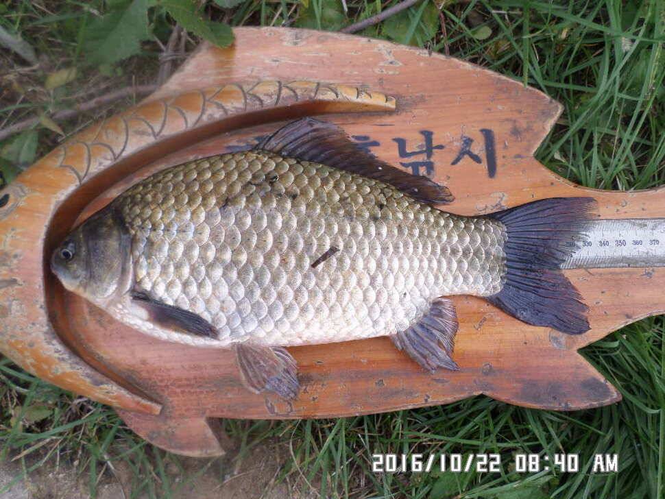 충주 탄금호 낚시조황 (조황조행기 - 낚시점조황)