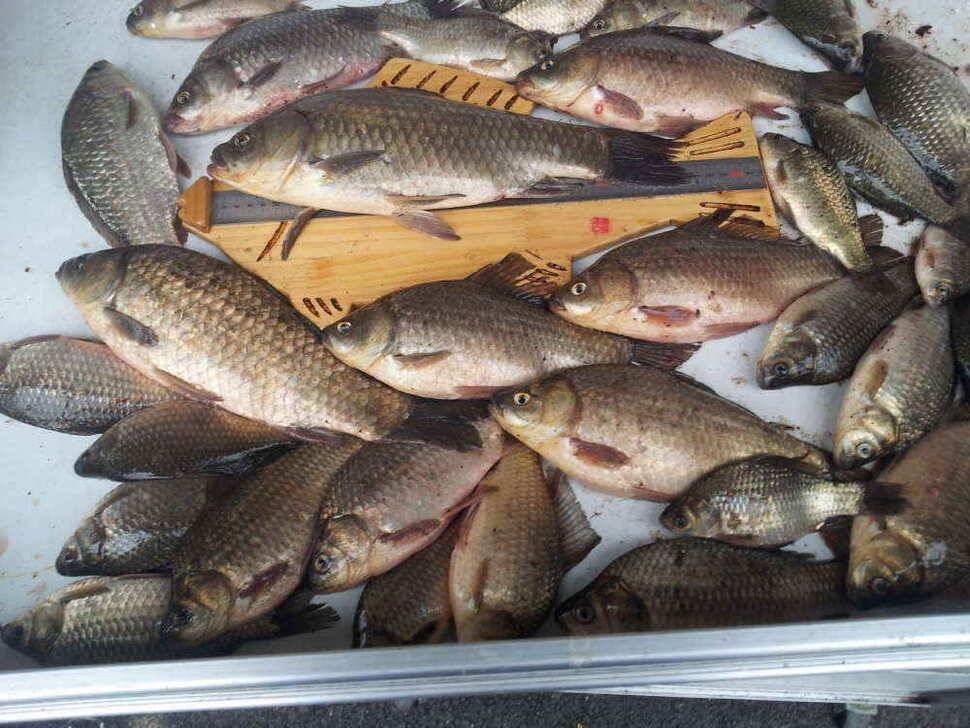 청도 떼고기가 조황입니다2차 산란이 시작되어 씨알이점점 (조황조행기 - 낚시점조황)