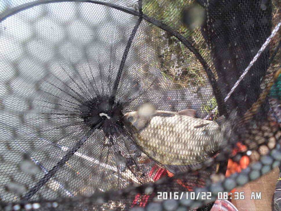 충주 탄금호 낚시조황 (조황조행기 - 낚시점조황)