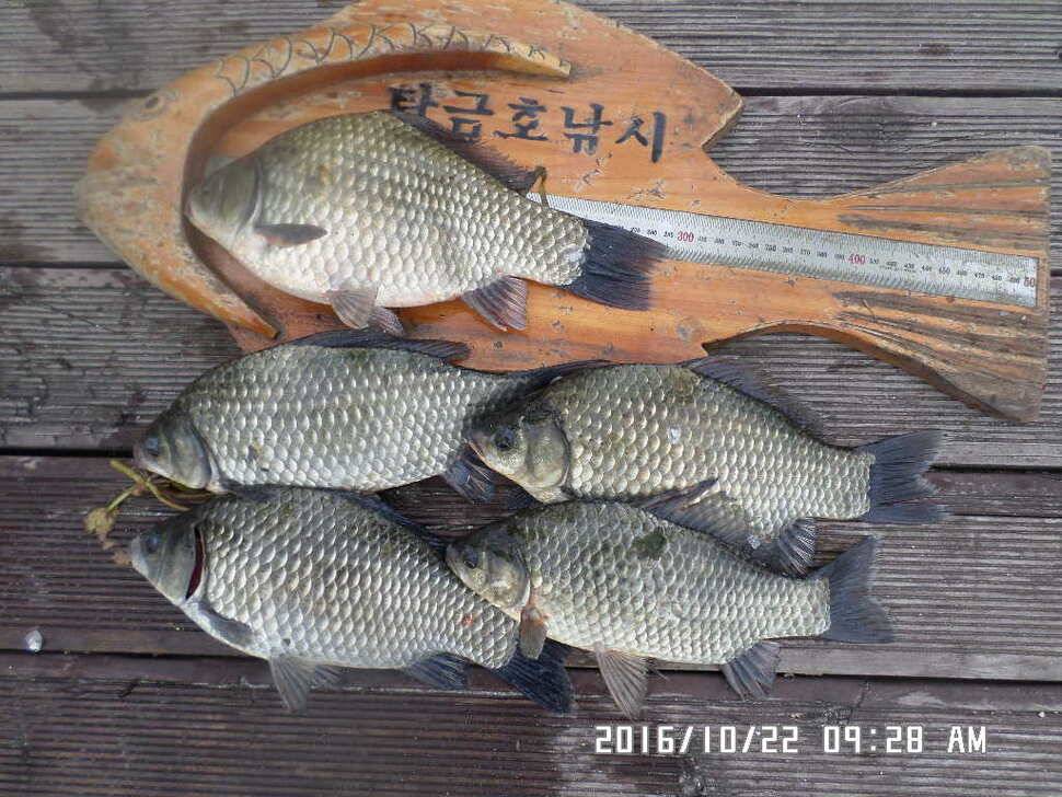 충주 탄금호 낚시조황 (조황조행기 - 낚시점조황)