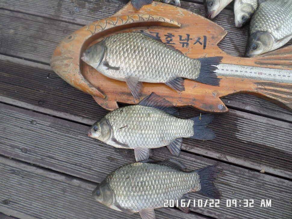 충주 탄금호 낚시조황 (조황조행기 - 낚시점조황)