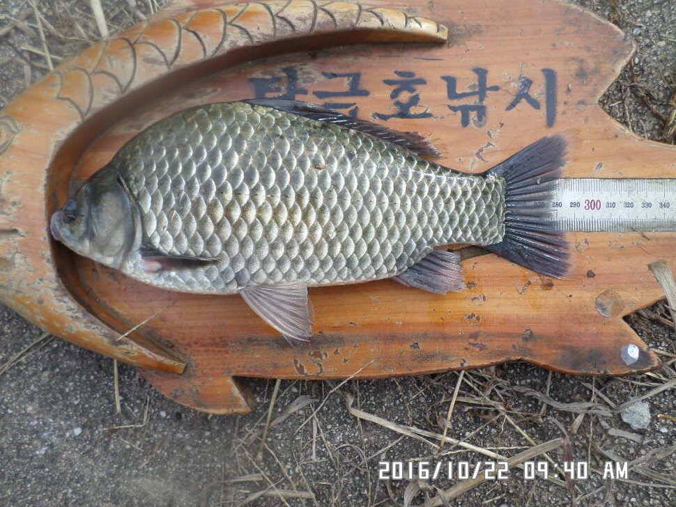 충주 탄금호 낚시조황 (조황조행기 - 낚시점조황)