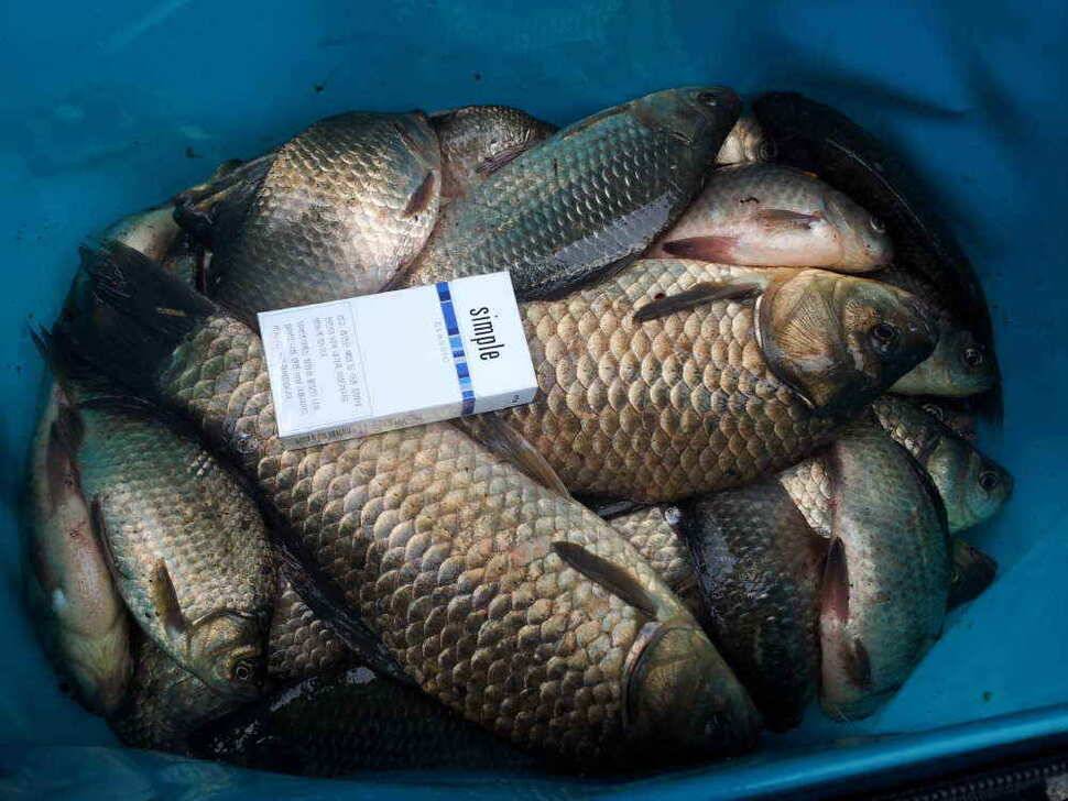청도 떼고기가 조황입니다2차 산란이 시작되어 씨알이점점 (조황조행기 - 낚시점조황)