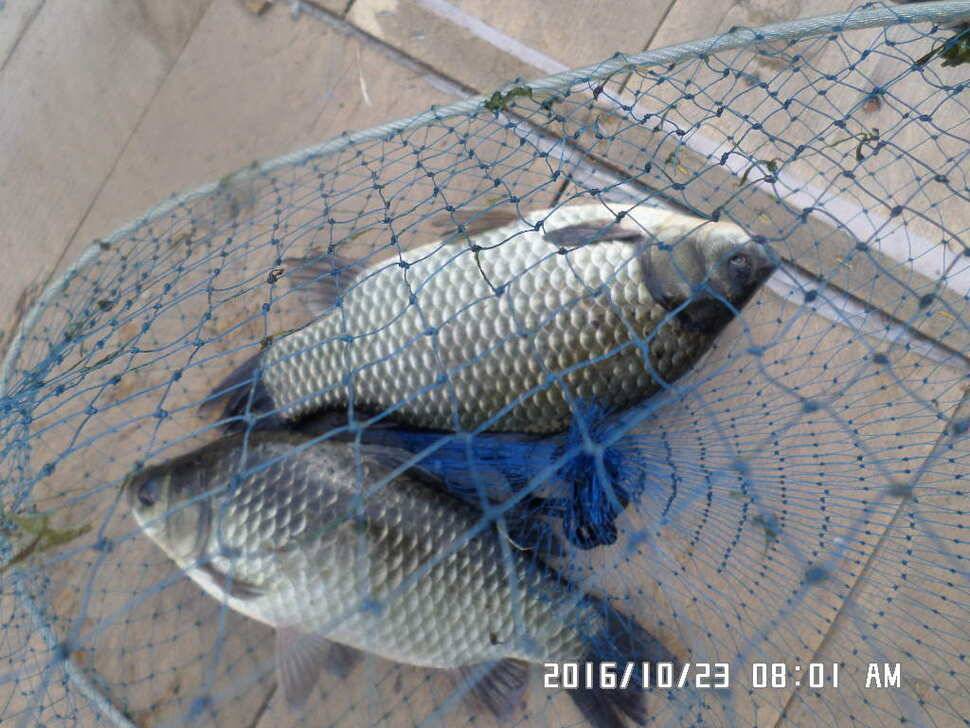 충주 탄금호 낚시조황 (조황조행기 - 낚시점조황)