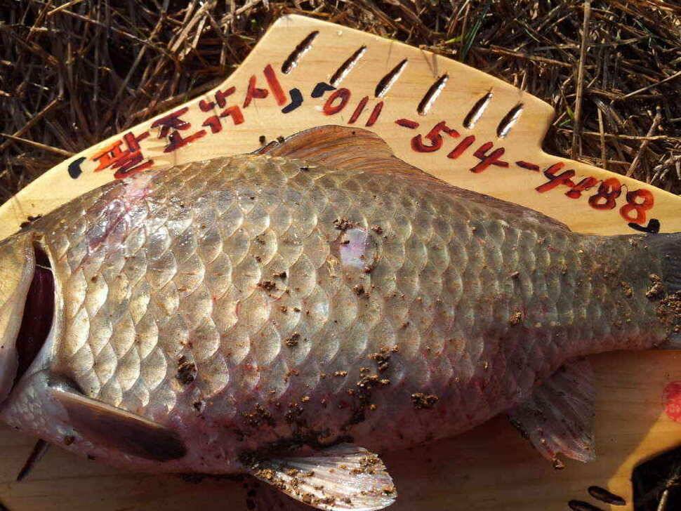 청도 떼고기가 조황입니다2차 산란이 시작되어 씨알이점점 (조황조행기 - 낚시점조황)