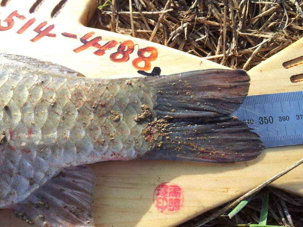 청도 떼고기가 조황입니다2차 산란이 시작되어 씨알이점점 (조황조행기 - 낚시점조황)