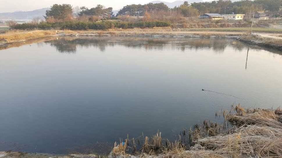 창녕권 살란 특수 (조황조행기 - 낚시점조황)