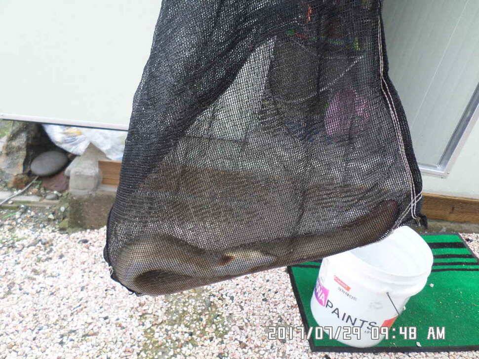 충주 탄금호 낚시조황 (조황조행기 - 낚시점조황)