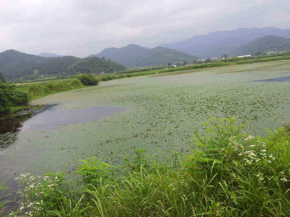 청도와 매전권입니다 (조황조행기 - 낚시점조황)