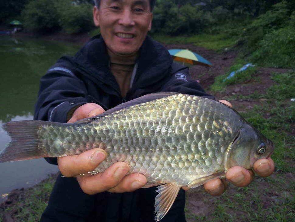 청도와 매전권입니다 (조황조행기 - 낚시점조황)