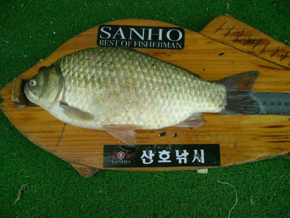 오랜만에 올리는 구미권 조황입니다 (조황조행기 - 낚시점조황)
