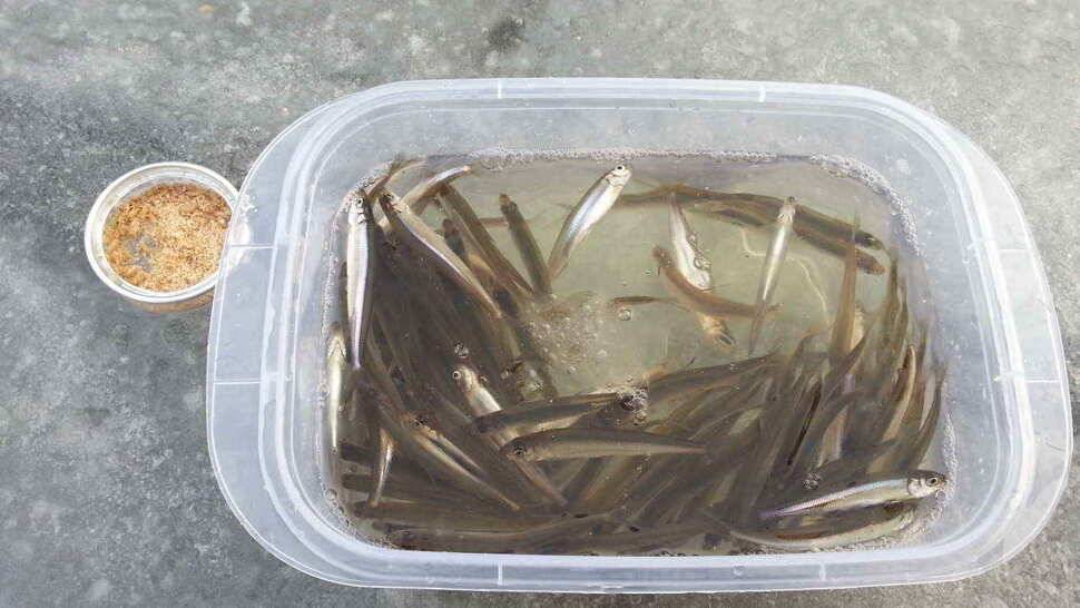 주말 빙어낚시 비가 오지만 얼음은 이상없습니다 (조황조행기 - 낚시점조황)