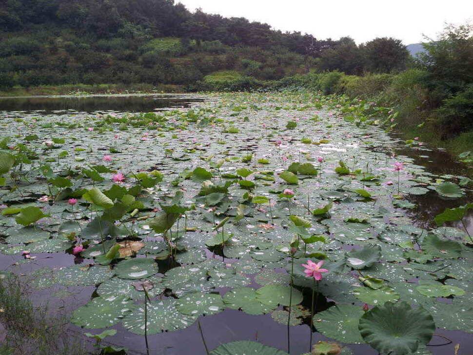 청도권 조황입니다 (조황조행기 - 낚시점조황)