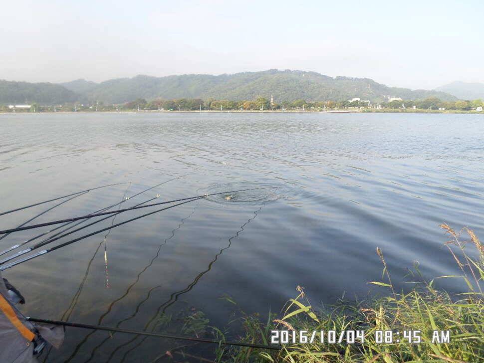 충주 탄금호 낚시조황 (조황조행기 - 낚시점조황)