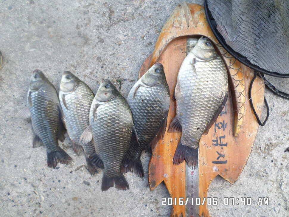 충주 탄금호 낚시조황 (조황조행기 - 낚시점조황)