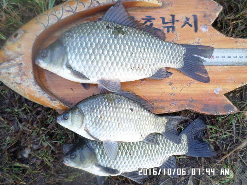충주 탄금호 낚시조황 (조황조행기 - 낚시점조황)