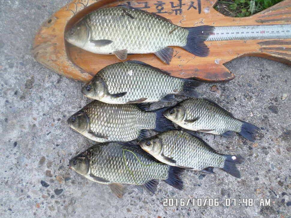 충주 탄금호 낚시조황 (조황조행기 - 낚시점조황)
