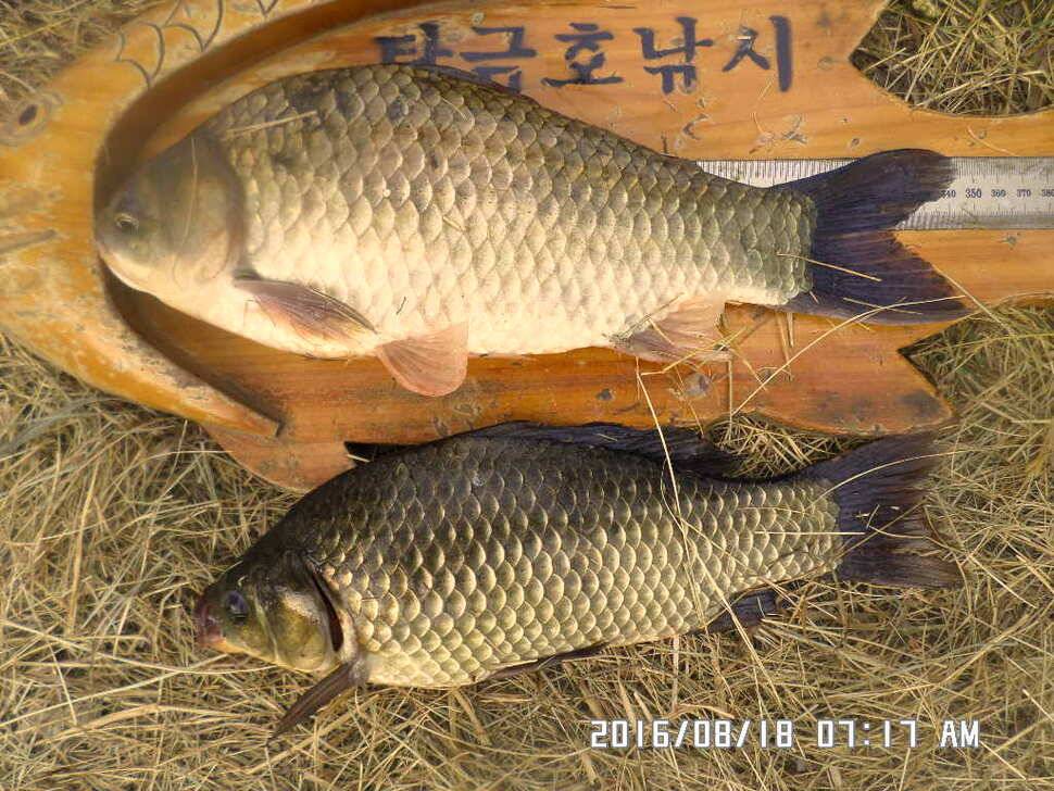 충주 탄금호 낚시조황 (조황조행기 - 낚시점조황)