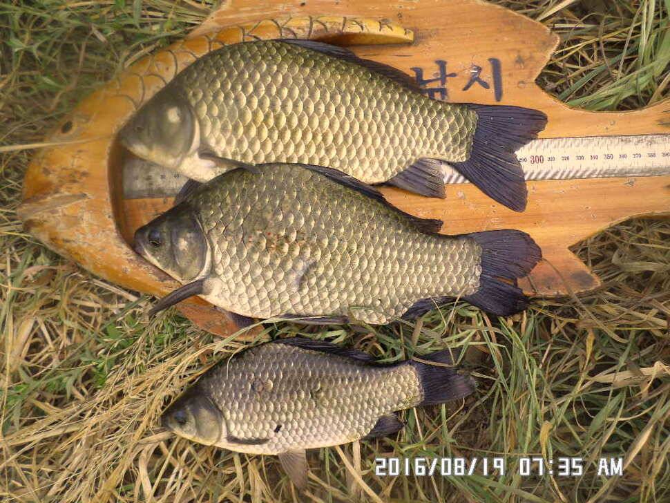 충주 탄금호 낚시조황 (조황조행기 - 낚시점조황)