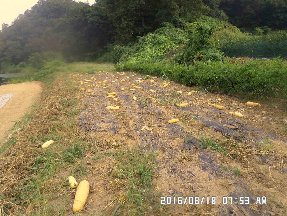 충주 탄금호 낚시조황 (조황조행기 - 낚시점조황)