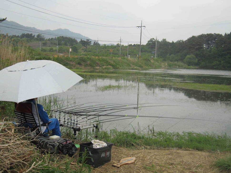 영천ic권 조황입니다 (조황조행기 - 낚시점조황)