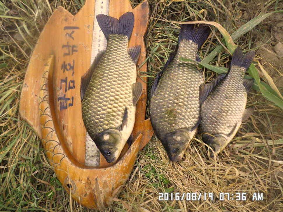 충주 탄금호 낚시조황 (조황조행기 - 낚시점조황)