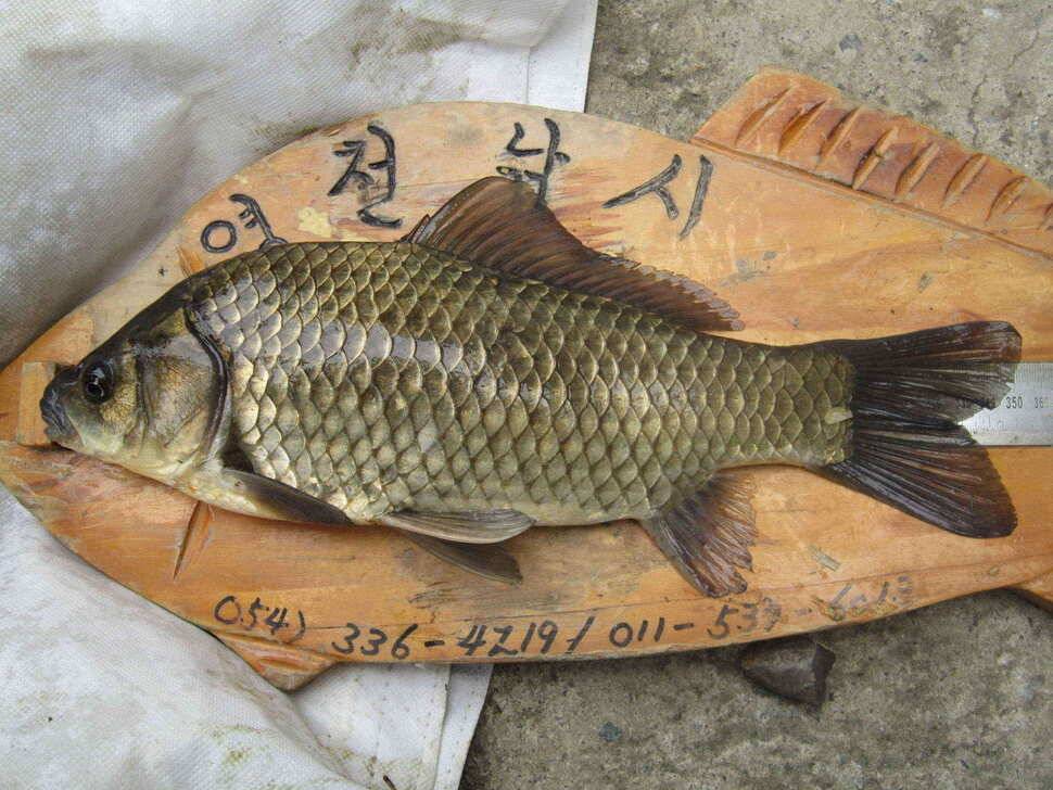 영천ic권 조황입니다 (조황조행기 - 낚시점조황)