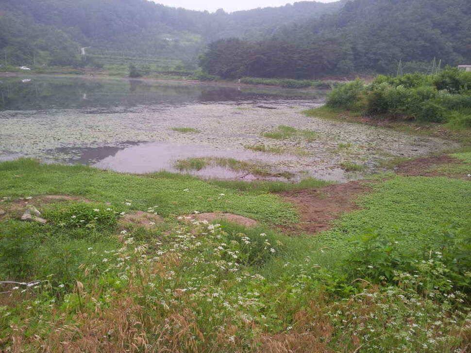 청도권 매전 소류지 조황입니다 (조황조행기 - 낚시점조황)