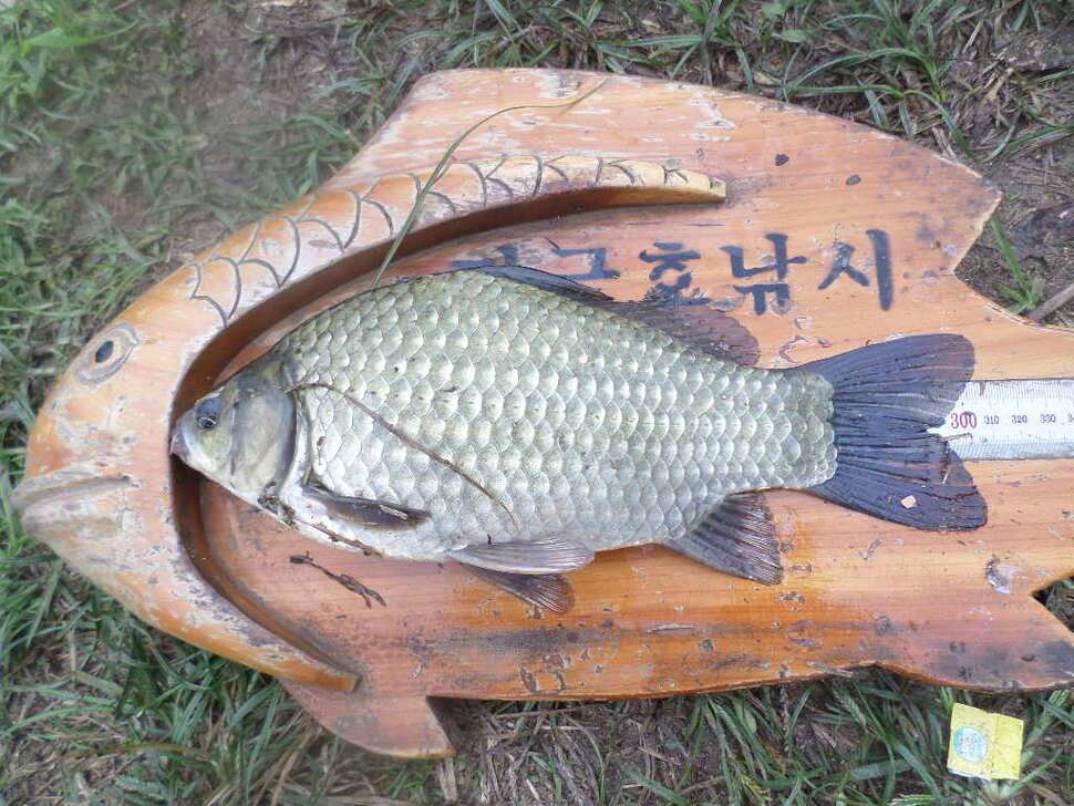 충주 탄금호 낚시조황 (조황조행기 - 낚시점조황)