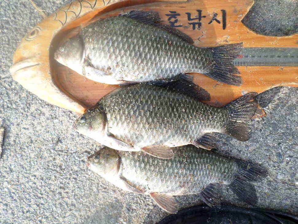 충주 탄금호 낚시조황 (조황조행기 - 낚시점조황)