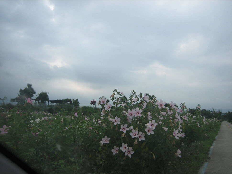 충주 탄금호 낚시조황 (조황조행기 - 낚시점조황)