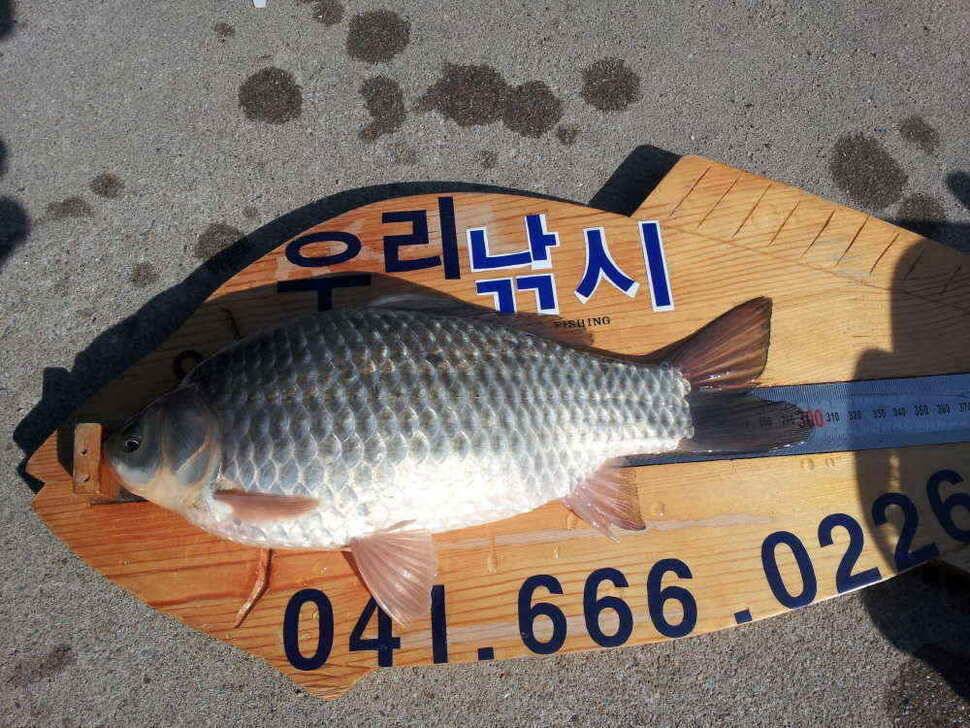 서태안권 스마트조황 출조시 참고하시기 바랍니다 (조황조행기 - 낚시점조황)